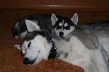 Dogs